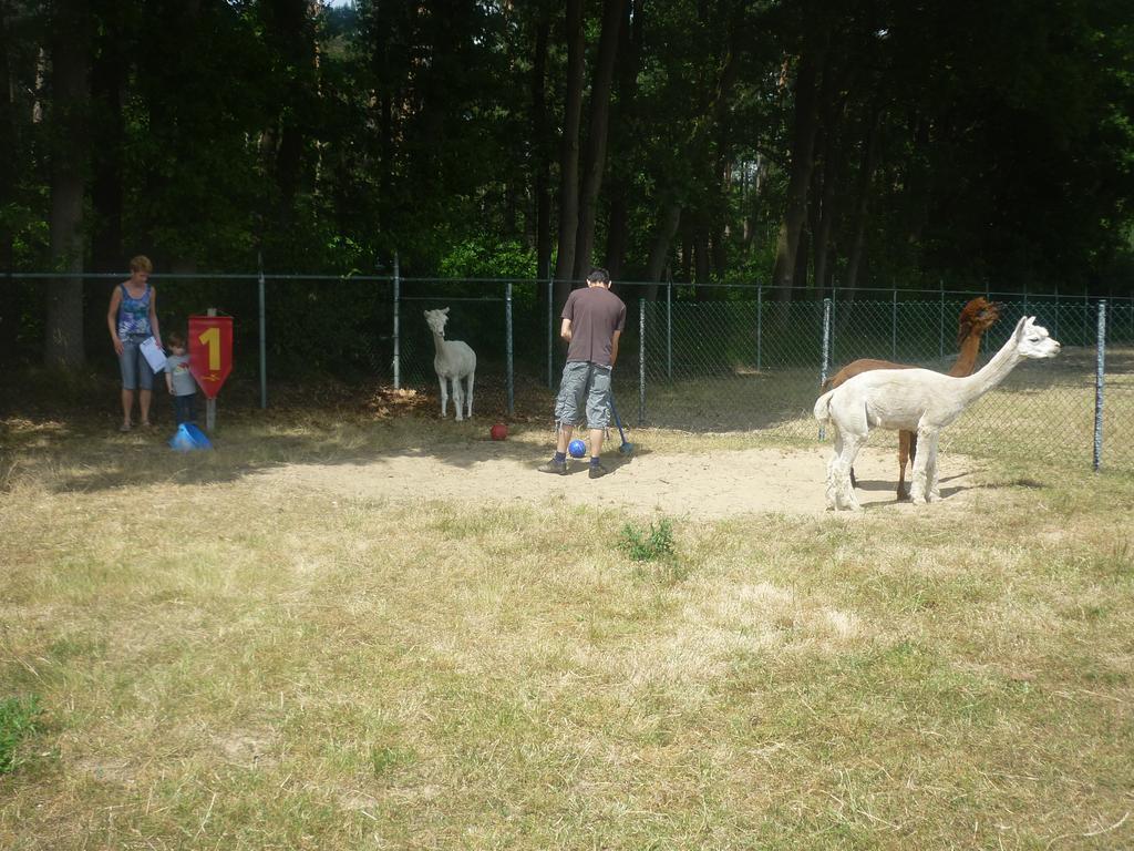 Apartamento De Alpacaboerderij Bocholt Exterior foto