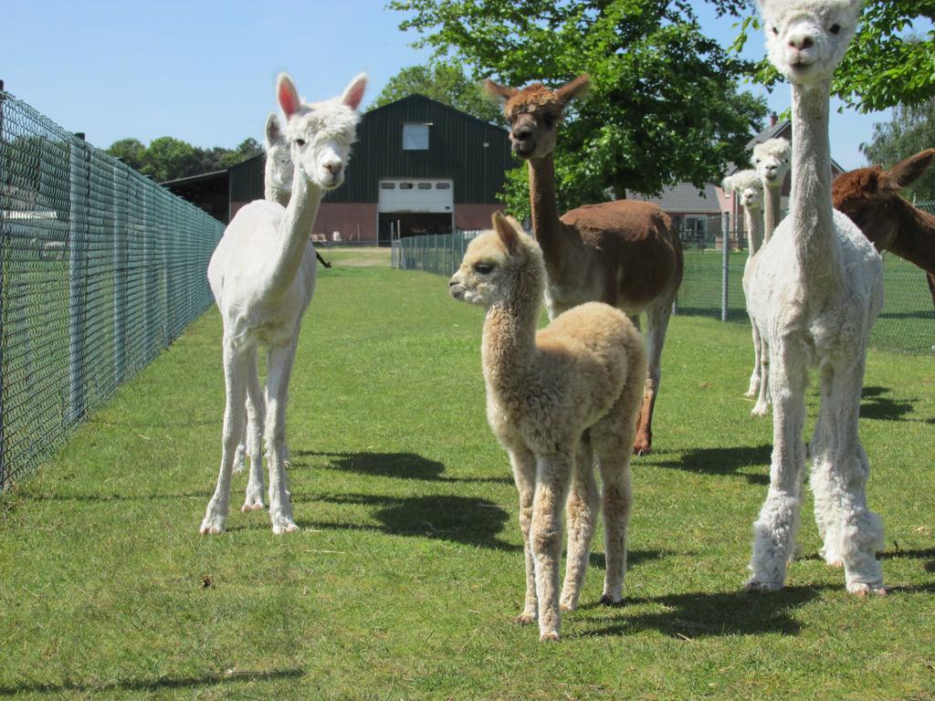 Apartamento De Alpacaboerderij Bocholt Exterior foto